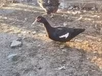 Ducks — फ़ोटो 6