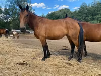 घोड़ी, Nonius horse — फ़ोटो 2