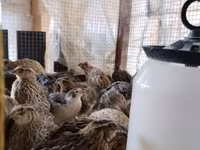 Quails — 照片 3