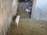 Süldőanya, Sertések — 4. fotó