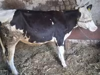 بقرة, Russian Black pied cattle — الصورة 2