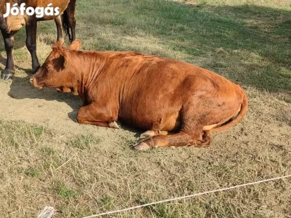 Kuh, Aberdeen-Angus