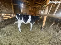 Kuh, Holstein-Rasse — Foto 2