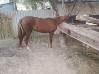 घोड़ी, Kyrgyz Horse — फ़ोटो 3