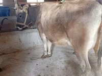 母牛, Alatau breed — 照片 6