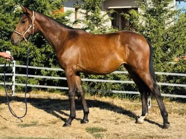 Stute, Hungarian horse breed — Ungarn