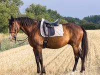 घोड़ा, Hungarian horse breed — फ़ोटो 3