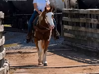 Hing, American paint horse — 8. fotó
