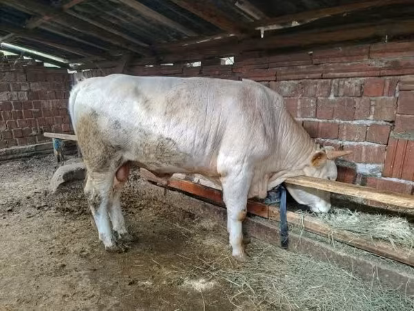 Bika, Simmental cattle — Magyarország