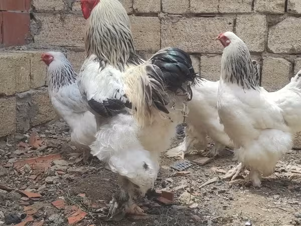 Brahma