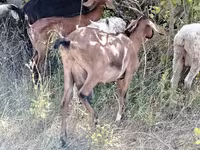 Ziege, Nubian Goat — Foto 5