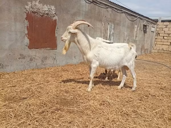 Cabro, Saanen goat