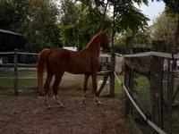 Yegua, Hungarian horse breed — foto 3