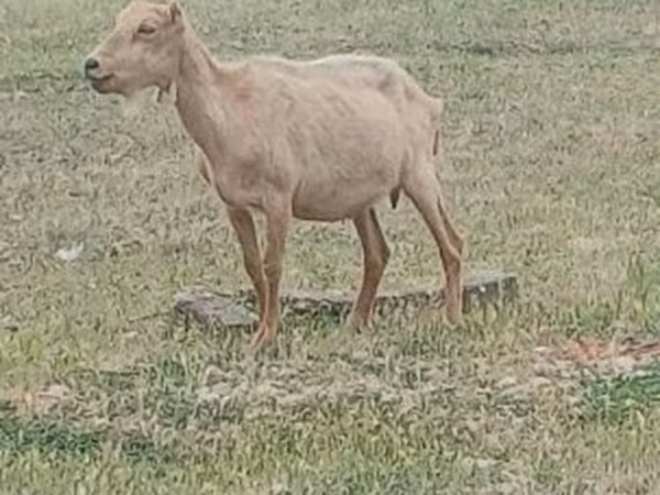 Bak, Saanen goat