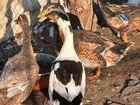 Ducks — zdjęcie 1