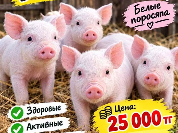 Pigs (batch, sex not specified), Дюрок