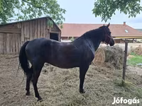 Stute, Hungarian horse breed — Foto 1