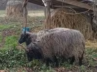 نعجة, Racka sheep — الصورة 3