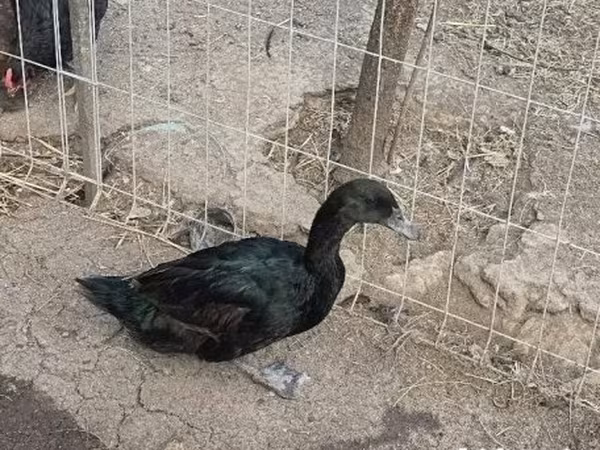 كايوغا