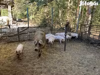 母猪, Pigs — 照片 2