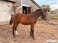 Horse (M), Horses — photo 2