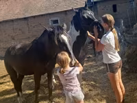 Hing, Nonius horse — 7. fotó