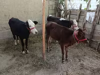 Bovinos (lote, sexo no especificado), Vaca kazaja de cabeza blanca — foto 1