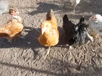 Chickens — फ़ोटो 4