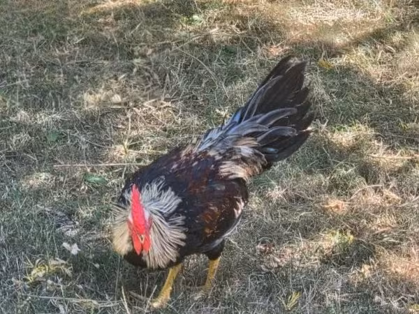 Chickens — Magyarország