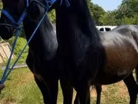 Hing, Friesian — 5. fotó