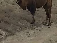 Tevénő, Kazakh Bactrian camel — 2. fotó