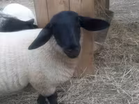 كبش, White Suffolk sheep — الصورة 6