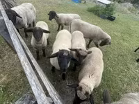 Kos, White Suffolk sheep — 3. fotó