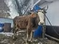 Krava, Skot — foto 4