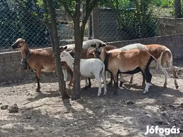 Kos, Cameroon sheep