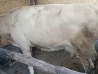Tehén, Latvian Blue cattle — 7. fotó