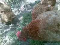 gallina danesa — foto 8