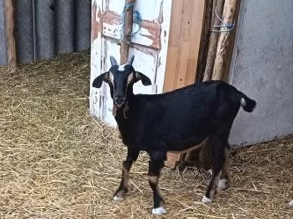 Billy Goat, Alpine goat