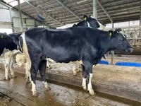 Tehén, Yaroslavl cattle — 8. fotó