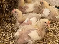 Chickens — 1. fotó