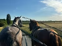 Jument, Dutch warmblood horse — photo 1