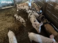 Pigs (batch, sex not specified), Pigs — photo 3