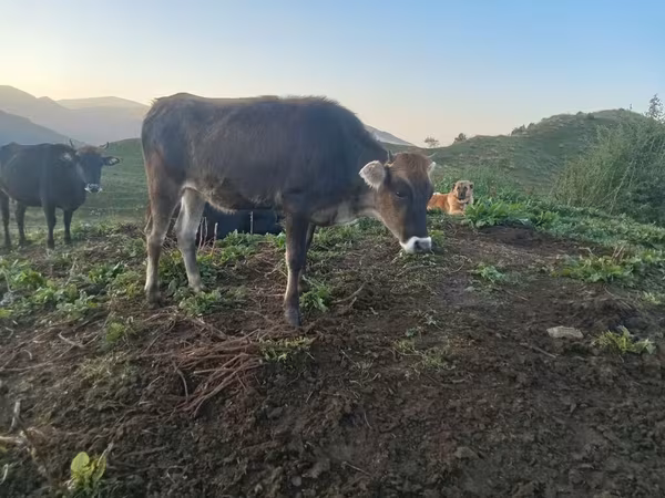 Cattle (batch, sex not specified), Cattle