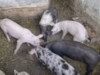 मादा सूअर, सूअर — फ़ोटो 4