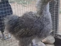 Silkie — foto 5