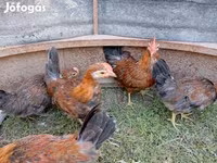 Chickens — الصورة 6
