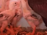 Chickens — Foto 4