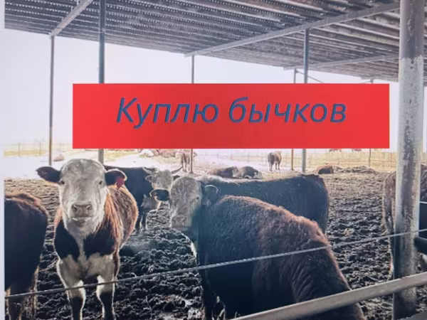 Бык, Швицкая порода
