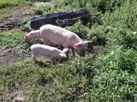 Schweine (Partie, Geschlecht nicht angegeben), Ландрас — Foto 6