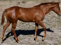 Égua, Quarter Horse — foto 7